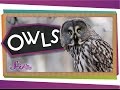 Owls: Anatomy and Behavior