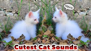 Cat Meow Sound 😽 | Cat Voice | Cat Sound Meow