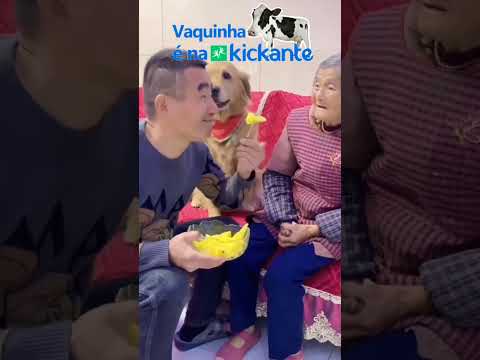 Este cãozinho tem classe!