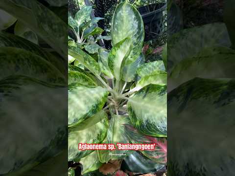 Aglaonemasp.BanlangngoenplantsgardenshortsBanlangngoen