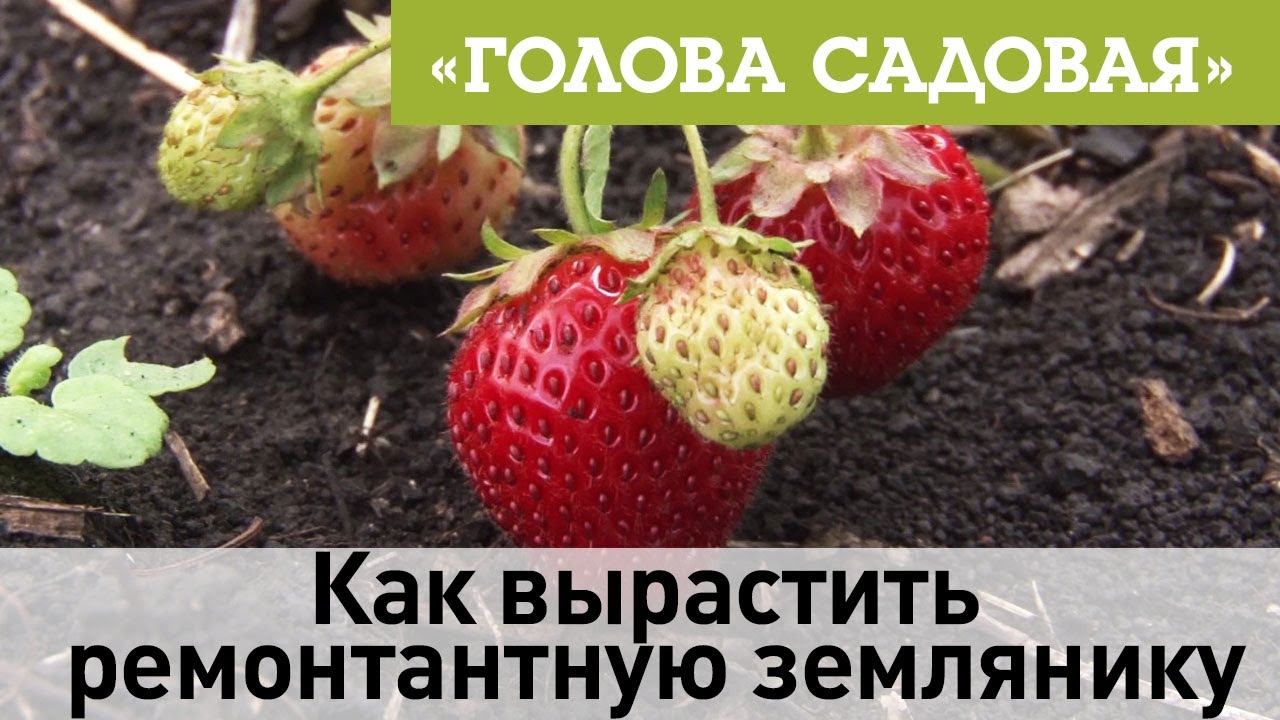 Как вырастить ремонтантную землянику
