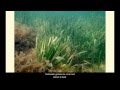 Oyster Ecology and Economic Importance