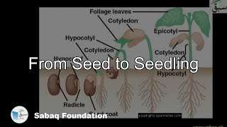 From Seed to Seedling