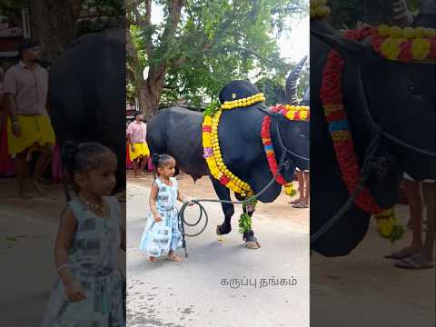 #jallikattu #viralvideo #shorts #yutubeshorts