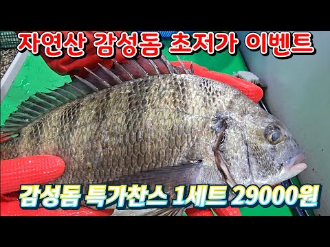 자연산 감성돔 특가찬스 1세트 29000원