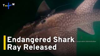YouTube video thumbnail: Critically Endangered Singapore-Born Shark Ray Released off Taiwan