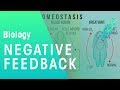 Understanding Negative Feedback and Homeostasis