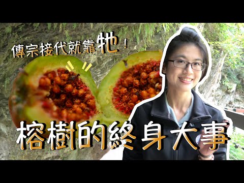 榕樹的終身大事 - YouTube(4:57)