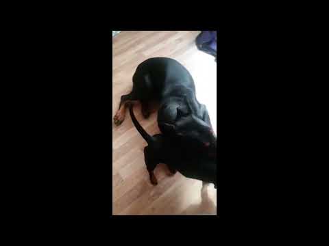 Feisty little Dachshund shows her sassy temper