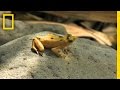 Golden Frog Conservation Efforts