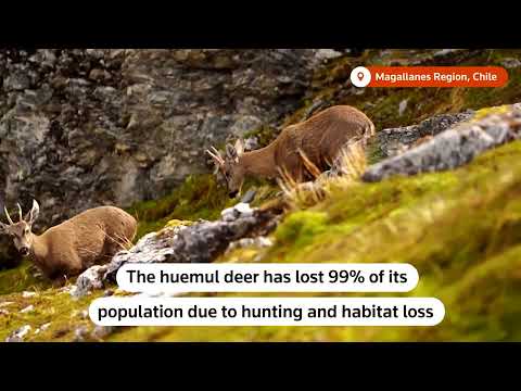 YouTube video thumbnail: Rare Endangered Deer Spotted in Southern Patagonia