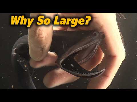 Deep Sea Predator: The Gulper Eel’s Incredible Feeding Strategy!