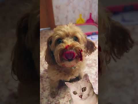 Белку сьела Нюша #cat #cats