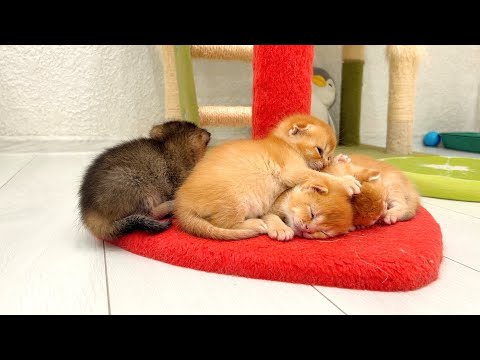 Dirty Kitten live! Kittens sweet sleeping 😴