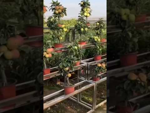 New technique of growing apple tree #apple #apple_grafting #farming #viral #shorts