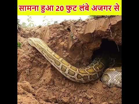 गलती से पंगा ले लिया 20 फुट लंबे सांप से #shorts