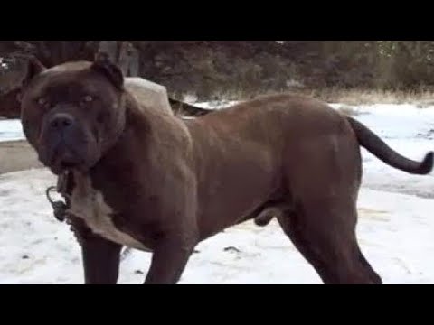 Fique longe desses Cães - As raças de cães mais fortes do Mundo
