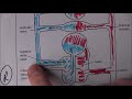 Human Circulatory System Functions
