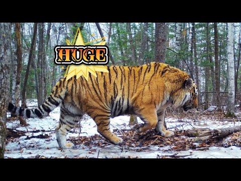 Top 5 Siberian Tiger caught on camera trap