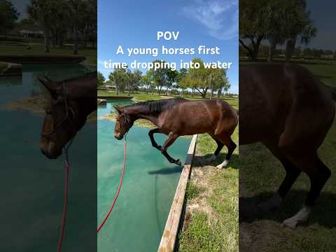 I just love young ones! #horsemanship #horselover #equestrian #naturalhorsemanship #eventing #horse