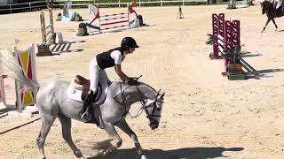 🌟OKAVANGO SITTE 🌟5yo approved stallion