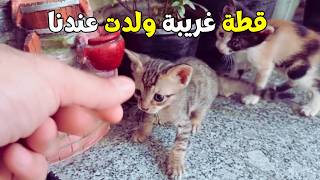 قطة جت عندنا بالبيت شوفوا صغارها كيف بدوا يتعودون علينا