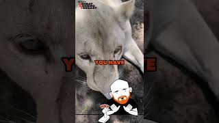 Lady Thinks She's Lion's Best Friend | #billburr #lion