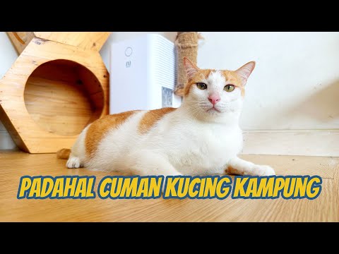 PADAHAL KUCING KAMPUNG KOK KAYA GINI