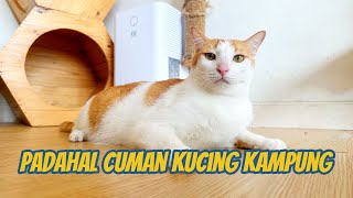 PADAHAL KUCING KAMPUNG KOK KAYA GINI