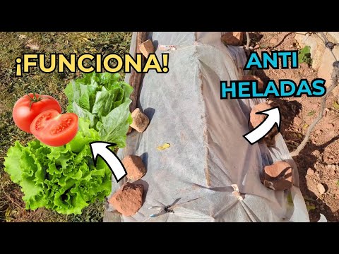 NO SE TE VOLVERÁ A HELAR NADA | Tutorial de invernadero sencillo