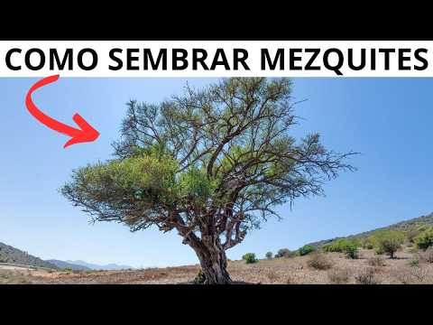 Cómo Sembrar MEZQUITE En Casa: Técnicas Fáciles y Efectivas 🌳🌿