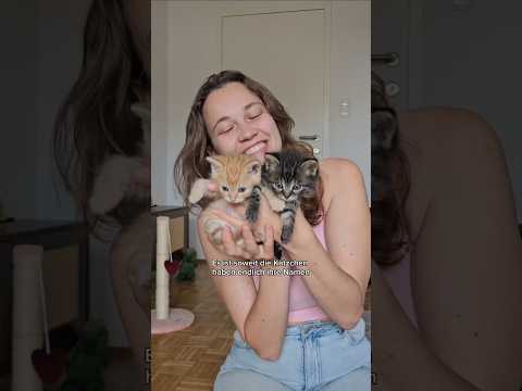 So heißen die Kitten ❤️ #katzen #kitten #tierschutz #pflegestelle #liebe #Tiere #Kätzchen
