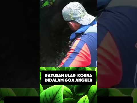 ‼️⚠️RATUSAN ULAR KOBRA DIDALAM GOA TUA😱‼️#shorts #viralshorts