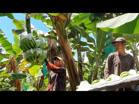 Harvesting Bananas In My Garden