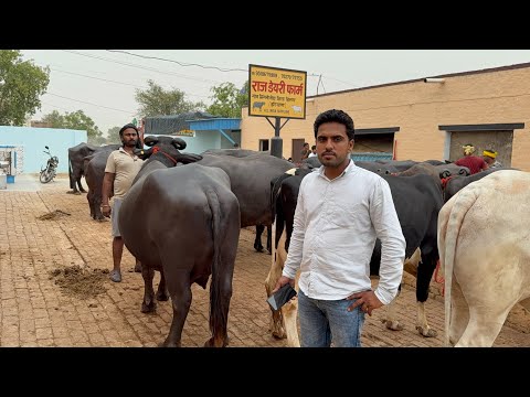 👍5 मुर्रा भैंस व 1 गाय जा रही महाराष्ट्र नादेंड में धरमाबाद अहमदखान भाईसाहब के पास online हरियाणा से