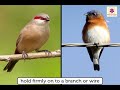 Bird Adaptations and Characteristics