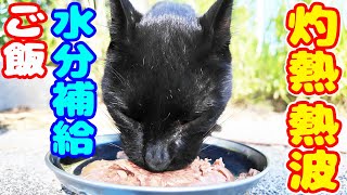 猛暑と空腹で鳴き叫ぶ黒猫に水分補給系ご飯をあげると・・・ さくらねこへのエサやり