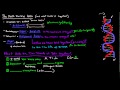 DNA Structure and Interactions