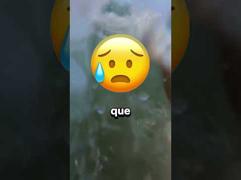 Si ves este pez mientras nadas en el mar, aléjate de inmediato!