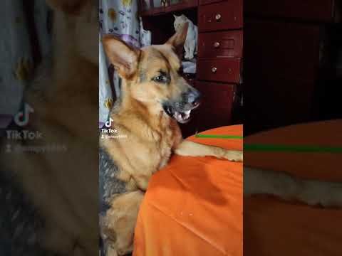 papá me ayudas con mi tarea 🐶🐶