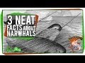 Narwhals: The Real Unicorns of the Sea