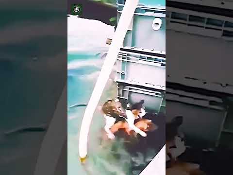 Dog Rescues Cat - Credits: Unknown 🎥