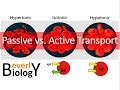 Comparing Passive and Active Transport Mechanisms