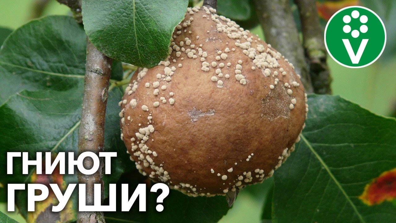 Собирайте только сочные груши вместо гнилых! + бонус: как бороться с осами?