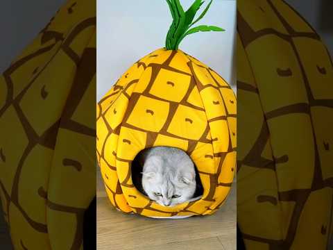 New House For Meow 🏠 #ytshorts #cat