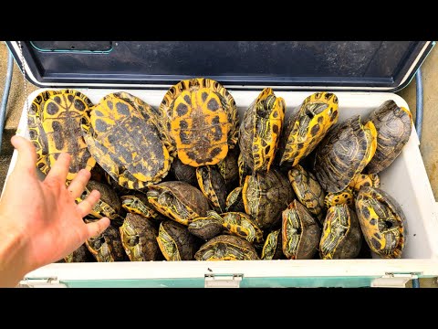 １年、カメ乱獲し続けたら遂にカメの数に異変が起きました　【琵琶湖ガサガサ探検記91】