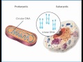 Prokaryotic vs. Eukaryotic Organisms Explained