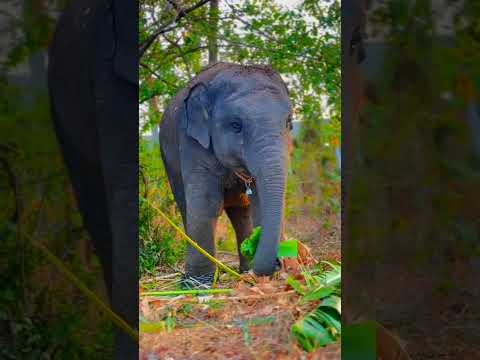 ELEPHANT COMEDY PART 38🤣🤣#aneesfamilyvlogs #elephant #funny #comedy #viralshort #trendingshorts