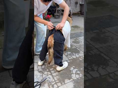 Dad Cutting Doggy Tail 😱New Viral Gadgets Smart Appliances Kitchen Utensils/ Home Inventions #shorts