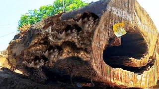 Risks Always Lurk Regardless of Size and Expensive Wood Price - sawmill